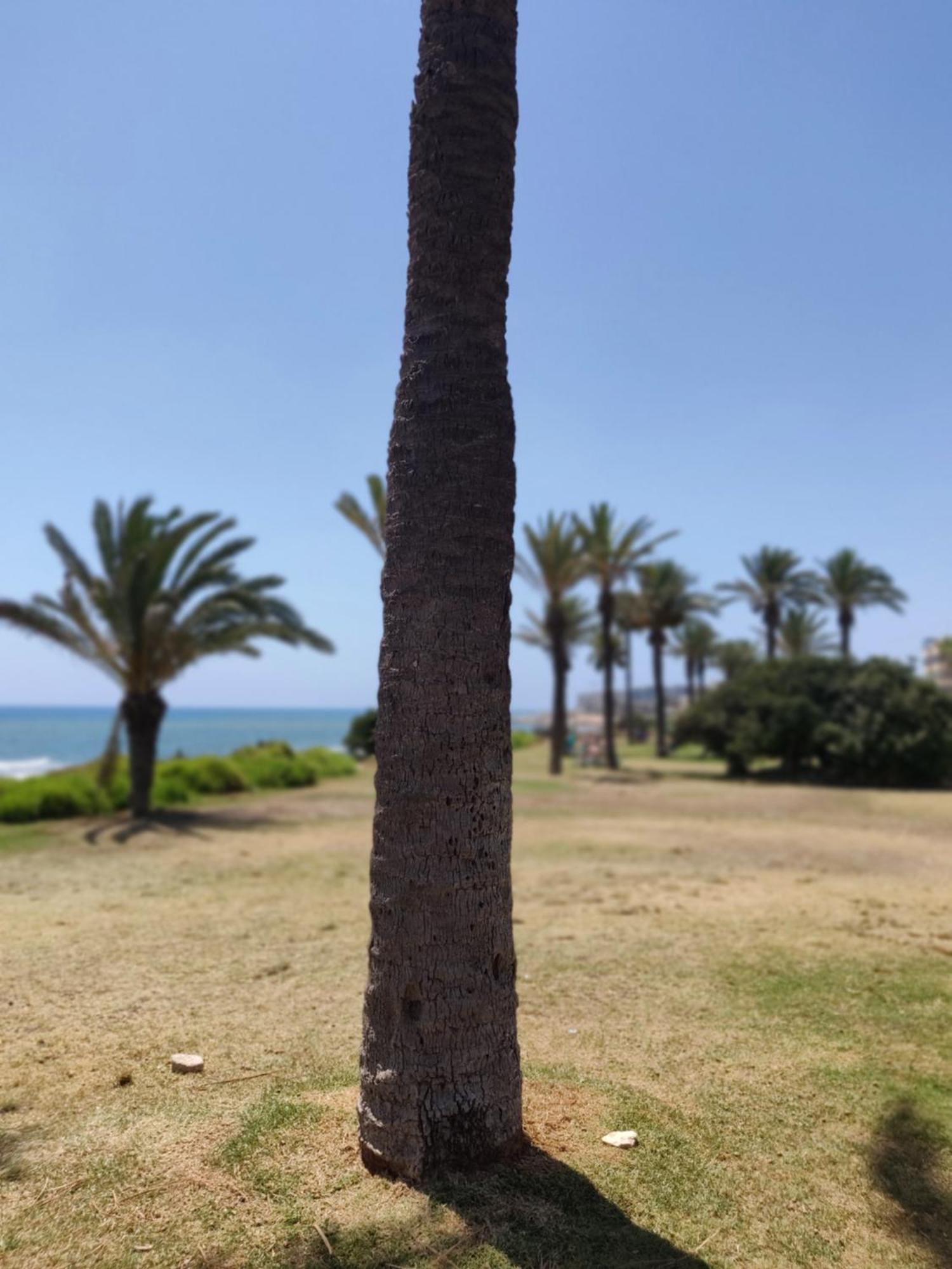 Apartment Palm House Torrevieja